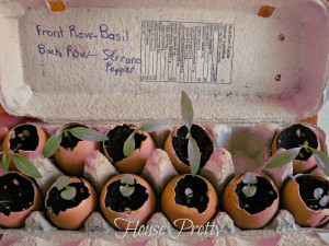 egg shell planting